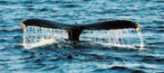 Whale Watching