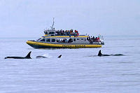 Victoria Shore Excursion: Whale-Watching Cruise and Butchart Gardens Admission