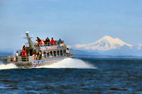 Victoria Shore Excursion: Whale-Watching Cruise with Expert Naturalist Guides